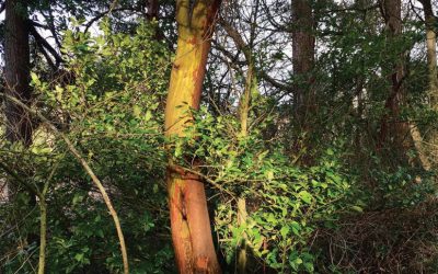 Arbutus Menziesii. Madrone.